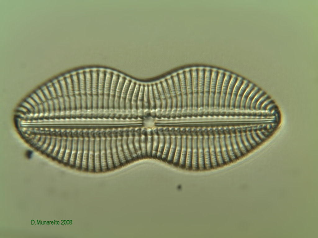 Nuove prove...diatomea a 630x ...6